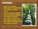 БЕРЕЗА - …. …одно из самых красивых и поэтических растений русского леса. Это быстрорастущее светолюбивое дерево с густыми резными листьями на тонких поникших ветвях к 40-50 годам достигает 25-30 метров высоты.