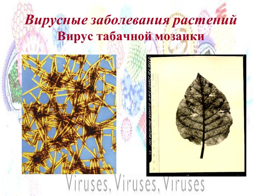 Вирусные заболевания 9 класс. Virusniye zaboloveniya rasteniy. Вирусы растений. Вирусные болезни растений. Мозаика заболевание растений.