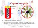 Строение вируса. Схематичное строение вируса: 1 - сердцевина (однонитчатая РНК); 2 - белковая оболочка (капсид); 3 - дополнительная липопротеидная оболочка; 4 - капсомеры (структурные части капсида).