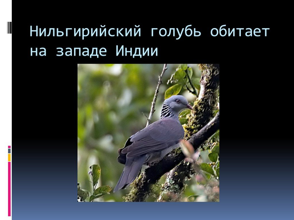 Презентация голубей. Презентация голубей 7 класс биология. Классификация голубь по биологии 7 класс. Доклад на тему голуби 3 класс. В какой атмосфере обитает голубь.