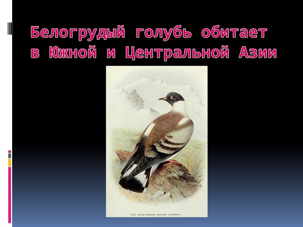 Презентация голубей. Белогрудый голубь красная книга. Презентация голубей 7 класс биология. Белогрудый голубь доклад.