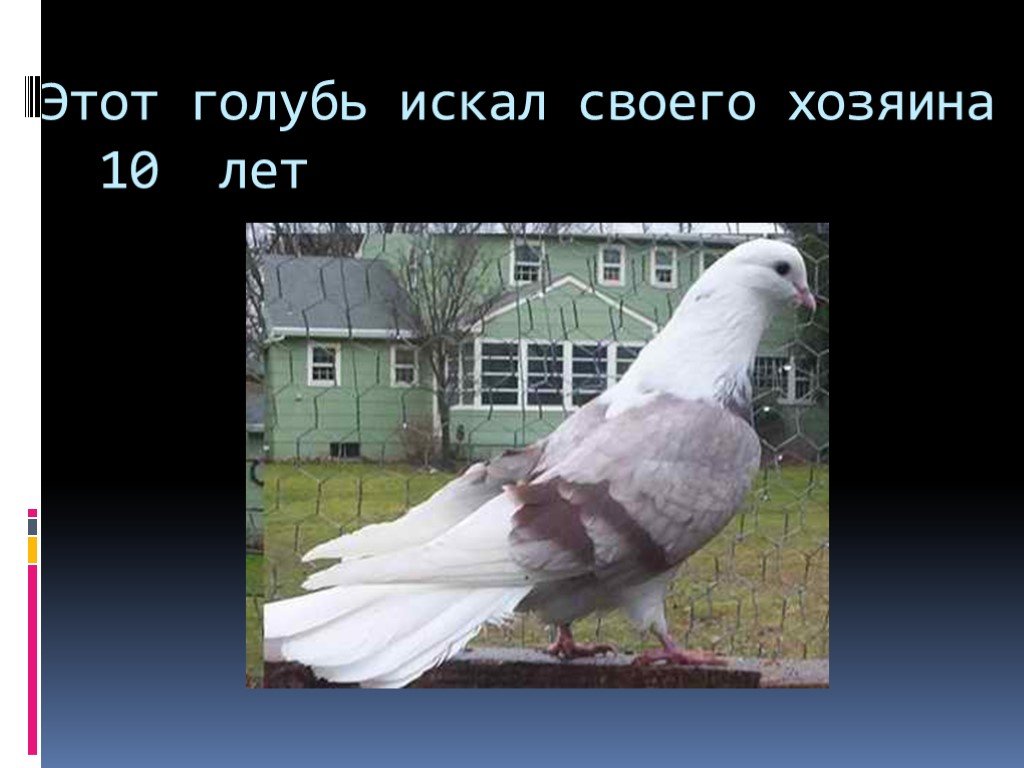 Презентация голубей. FCI голуби найти хозяина. Этот голубь открыл Америку.