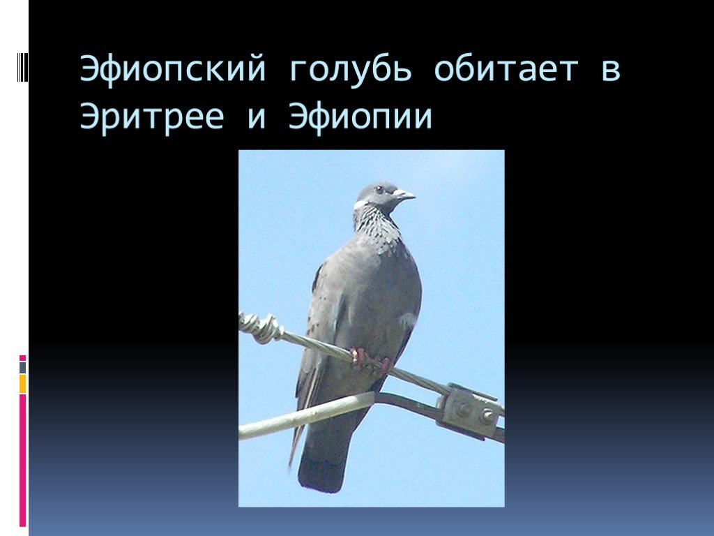 Презентация голубей. Эфиопский голубь. Доклад на тему голуби 3 класс.