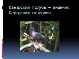 Канарский голубь — эндемик Канарских островов
