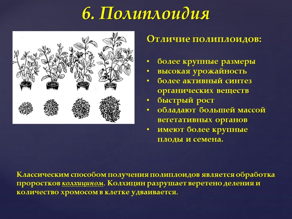 Для каких организмов применялся метод полиплоидизации. Методы полиплоидия растений. Полиплоидия у растений и животных. Полиплоидия в селекции. Полиплоидия в селекции растений.