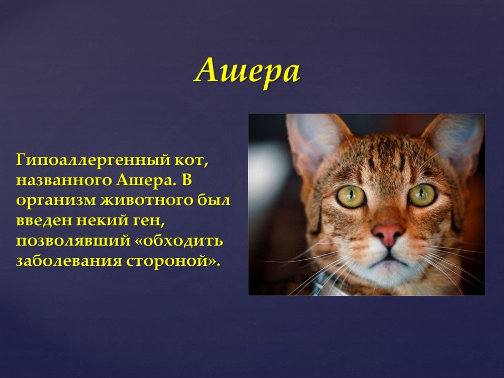 Включи кота называется. Гипоаллергенный кот Ашер. Теория Ашера\. Ашера доклад 1 класс. Типология синдрома Ашера презентация.