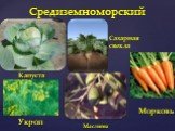 Капуста Маслины Сахарная свекла Укроп Морковь