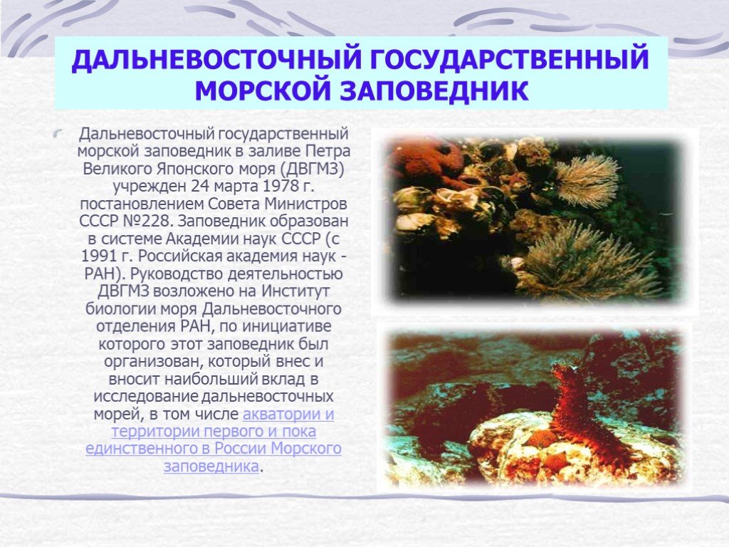 Дальневосточный морской заповедник презентация 4 класс