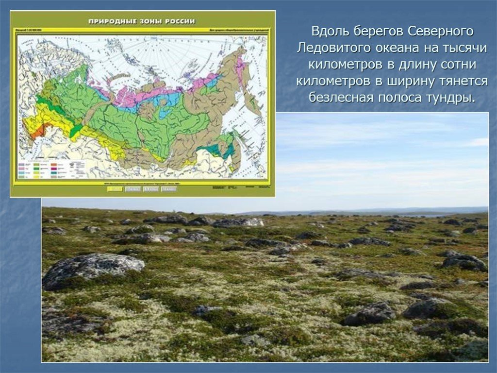 Тундра относительно морей и океанов. Местоположение природной зоны тундры. Зона тундры на карте природных зон. Географическое положение зоны тундры в России. Площадь тундры.