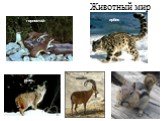 Животный мир горностай рысь ирбис козёл бурундук