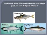 Кефаль Скумбрия. В Черном море обитает примерно 170 видов рыб, из них 40 промысловых: Ставрида