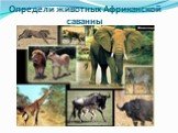 Определи животных Африканской саванны