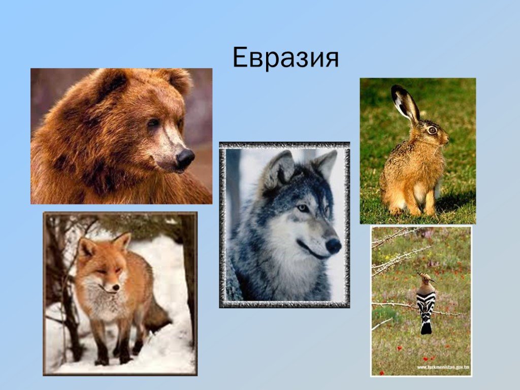 Кто живет в евразии. Животные Евразии. Животные материка Евразия. Животные и растения Евразии. Животные проживающие в Евразии.