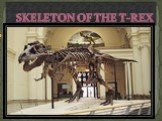 skeleton of the t-rex