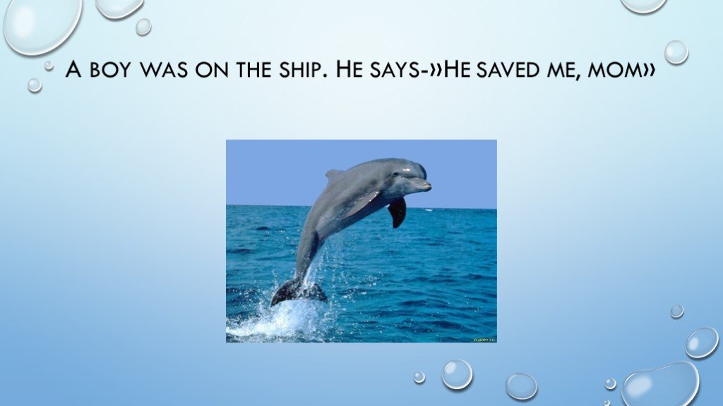 Английский про дельфинов. Рассказ о дельфине. Загадка о дельфине. Загадки про дельфинов. Доклад о дельфине.