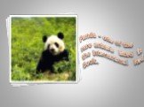 Panda - one of the rare animals listed in the International Red Book.