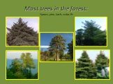 Most trees in the forest: Spruce, pine, larch, cedar, fir