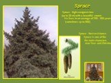 Spruce. Spruce - high evergreen tree (up to 30 m) with a beautiful crown. He lives in an average of 250 - 300 years (sometimes up to 600). Spruce - frost resistance. Spruce is one of the the main characters new Year and Christmas.