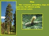 Pine. Pine - evergreen, photophilous, large, rich gum tree. Pine different peeling bark and root system.