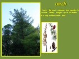 Larch - the most common tree species in eastern Siberia. Height - up to 35 meters. It is very cold-resistant tree. Larch