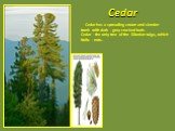 Cedar. Cedar has a spreading crown and slender trunk with dark - gray cracked bark. Cedar - the only tree of the Siberian taiga, which fruits - nuts.