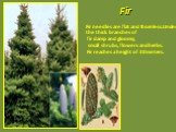 Fir. Fir needles are flat and thornless.Under the thick branches of fir damp and gloomy, small shrubs, flowers and herbs. Fir reaches a height of 30 meters.
