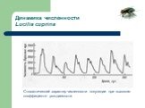Динамика численности Lucilia cuprina. Стохастический характер численности популяции при высоком коэффициенте рождаемости.