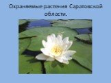 Охраняемые растения Саратовской области.