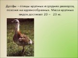 Дрофы – птицы крупных и средних размеров, похожи на куринообразных. Масса крупных видов достигает 20 – 23 кг.