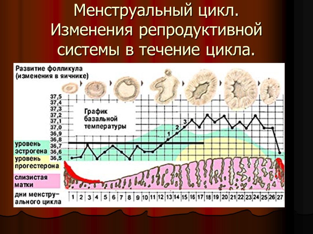 Месячные цикл. График менструального цикла и базальной температуры. График базальной температуры менструационного цикла. Цикл женской менструационного цикла. Менструальный цикл уровни нарушения.