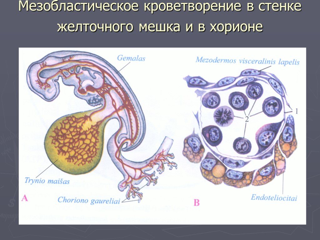 Эмбриональный гемопоэз