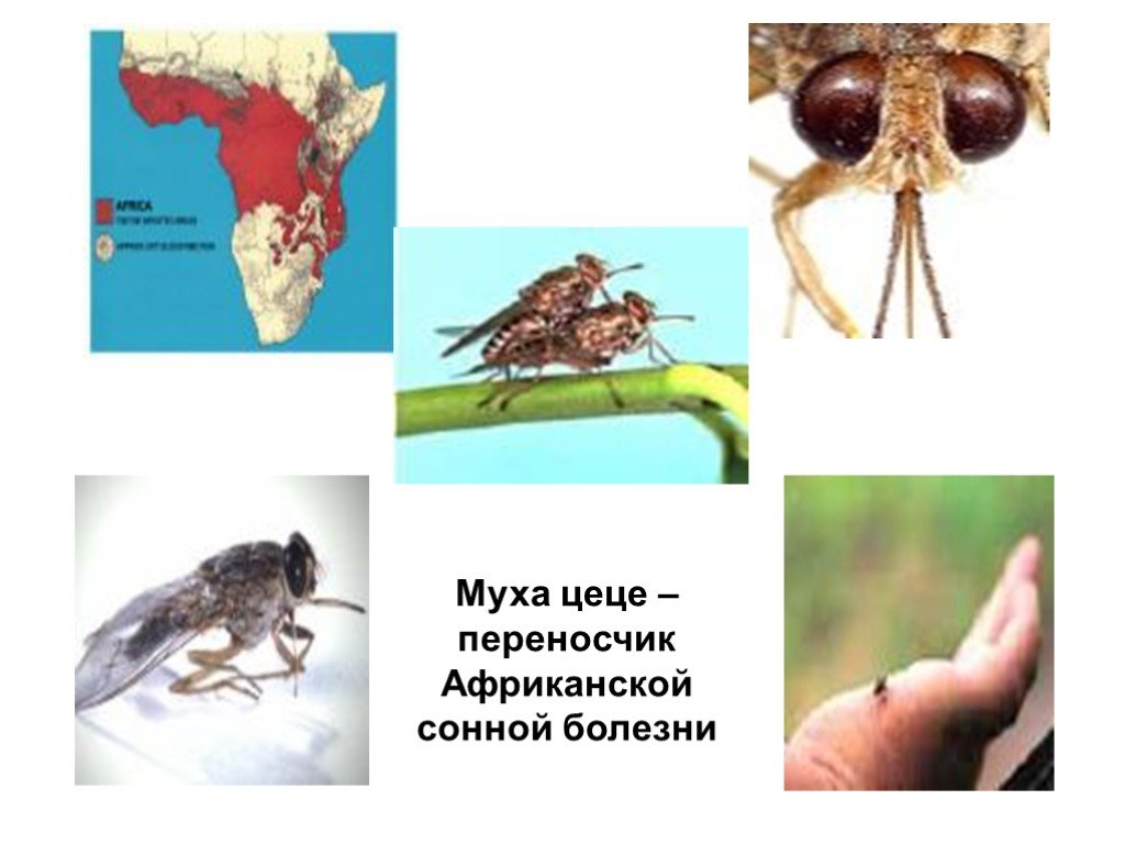 Основной хозяин муха цеце основной хозяин человек. Сонная болезнь от мухи ЦЕЦЕ. Муха ЦЕЦЕ паразитология. Муха це-це переносчик трипаносомы.