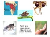 Муха цеце – переносчик Африканской сонной болезни