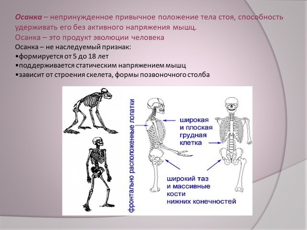 Привычное положение тела стоящего человека