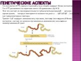 Ген гентингтин (HTT), присутствующий у всех людей, кодирует белок гентингтин. Ген HTT расположен на коротком плече 4-й хромосомы (4p16.3). Этот ген состоит из последовательности трёх азотистых оснований — цитозин-аденин-гуанин, которые повторяются множество раз (т.е. ... ЦАГЦАГЦАГ ...) и известны ка
