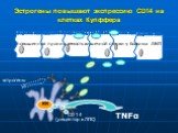 Эстрогены повышают экспрессию CD14 на клетках Купффера. эстрогены. повышенная проницаемость кишечной стенки у больных АБП. CD 14 (рецептор к ЛПС). КК TNFα