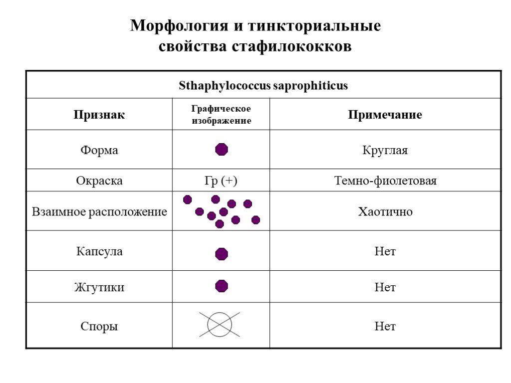 1 staphylococcus aureus. Staphylococcus epidermidis морфология. Патогенные кокки.1 стафилококки. Стафилококки микробиология строение. Стафилококкус ауреус морфология.
