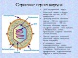 Строение герпесвируса. ДНК-содержащий вирус; Вирусный капсид в форме икосаэдра состоит из 162 капсомеров; Диаметр внешней оболочки вируса – 180 нм, вирусного нуклеокапсида – 100 нм. Внешняя оболочка вируса содержит двойной слой липидов и представляет собой производное ядерной оболочки клетки-хозяина