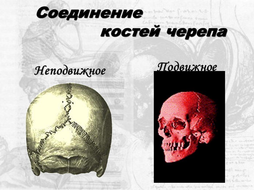 Подвижное соединение в черепе. Соединение костей черепа. Подвижные соединения костей черепа. Неподвижное соединение костей черепа. Соединение костей черепа подвижное неподвижное.
