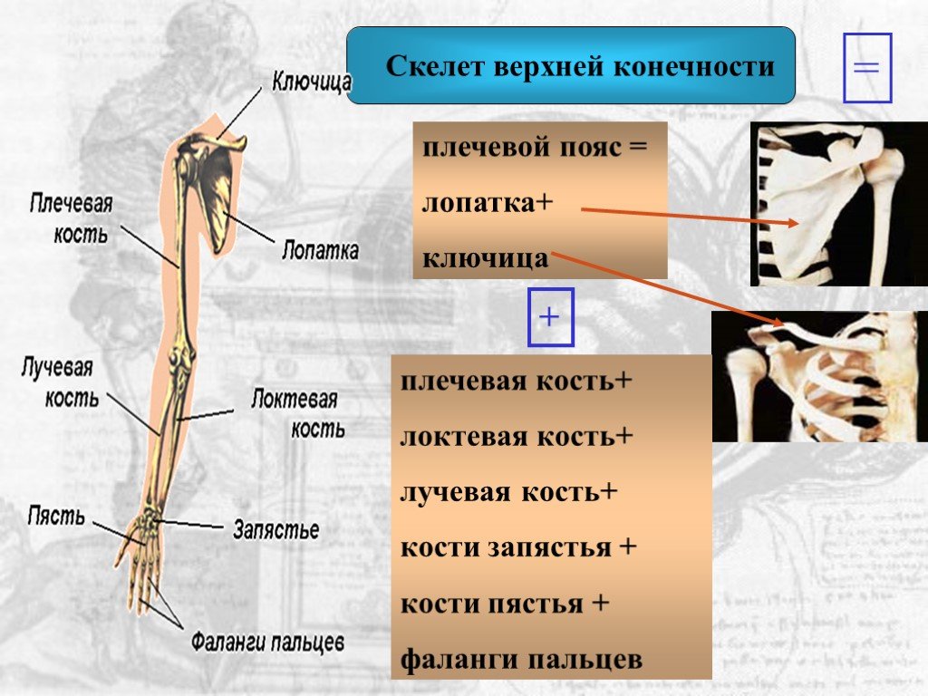 Таблица скелет верхних конечностей. Пояс верхних конечностей. Скелет верхних конечностей ключица. Скелет верхней конечности плечевая кость. Кости входящие в пояс верхних конечностей.