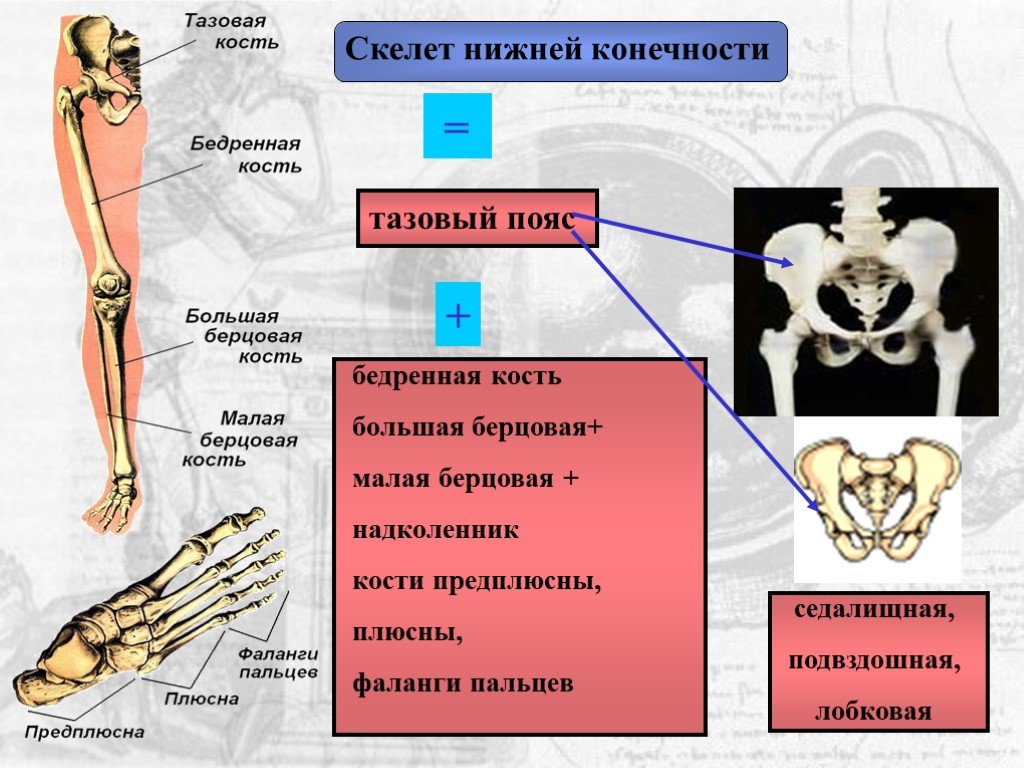 Берцовая и подвздошная кость
