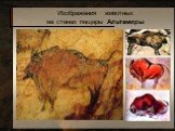 Изображения животных на стенах пещеры Альтамиры