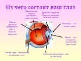 Из чего состоит наш глаз. Глазной нерв, передающий импульсы в мозг. Хрусталик фокусирует свет на сетчатку. Клетки сетчатки преобразуют свет в нервные импульсы. Кровеносные сосуды доставляют глазу питание. Цветная радужная оболочка изменяет величину зрачка. Роговица – это «окно» глаза. Зрачок – это о