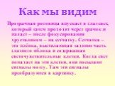 Как мы видим. Прозрачная роговица впускает в глаз свет, который затем проходит через зрачок и падает – после фокусирования хрусталиком – на сетчатку. Сетчатка – это плёнка, выстилающая заднюю часть глазного яблока и содержащая светочувствительные клетки. Когда свет попадает на эти клетки, они посыла