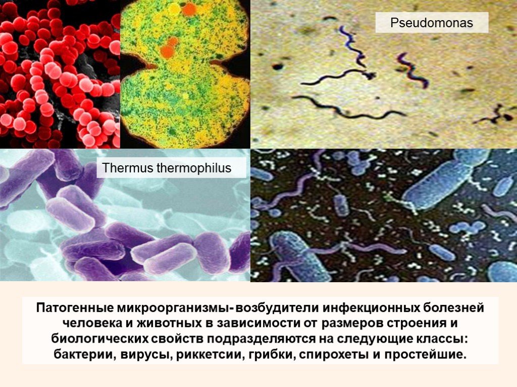 Заболевания человека вызванные болезнетворными бактериями. Бактерии вирусы риккетсии грибки. Биологическое оружие болезнетворные микроорганизмы:. Болезнетворные бактерии патогенные. Патогенные микроорганизмы возбудители.