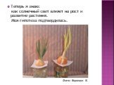 Теперь я знаю: как солнечный свет влияет на рост и развитие растения. Моя гипотеза подтвердилась.