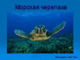 Морская черепаха. Виноградова Инга 5«а»