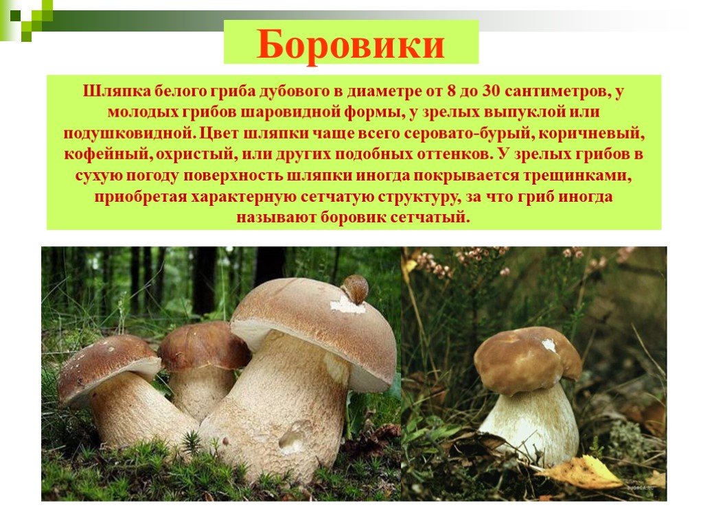 Информация про грибы. Описание грибов. Рассказ о белом грибе. Гриб Боровик описание. Белый гриб описание.