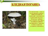 БЛЕДНАЯ ПОГАНКА. Бледная поганка - один из самых опасных ядовитых грибов, большинство отравлений заканчиваются смертельным исходом. Неопытные грибники могут спутать этот гриб со съедобными грибами: шампиньонами, сыроежка зелёная и сыроежка зеленоватая, поплавками