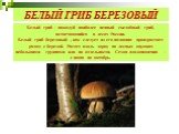 Белый гриб - пожалуй наиболее ценный съедобный гриб, встречающийся в лесах России. Белый гриб березовый , как следует из его названия произрастает рядом с березой. Растет вдоль дорог, на лесных опушках небольшими группами или по отдельности. Сезон плодоношения - с июня по октябрь. БЕЛЫЙ ГРИБ БЕРЕЗОВ